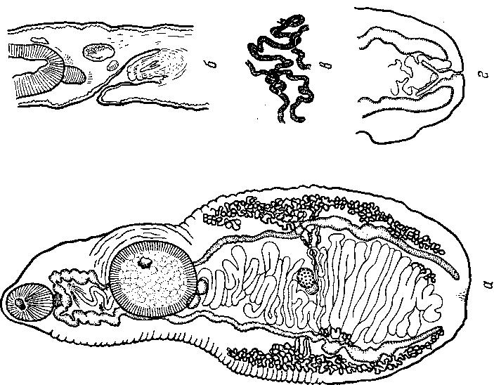 Представитель Семейства Sclerodistomidae